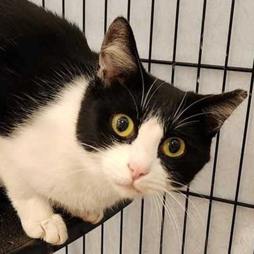 Minnie, ADOPTABLE, Young Female Tuxedo.