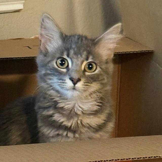 Beans, adopted, Young Female Maine Coon & Tabby.