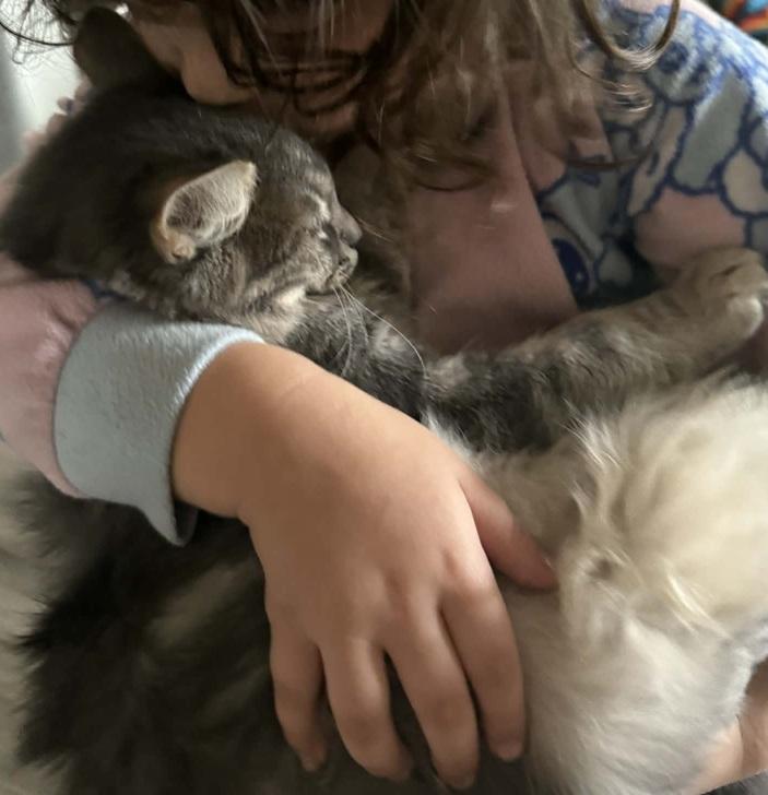 Enlarge Beans, an adopted mixed breed in Waxahachie, TX image 4/4