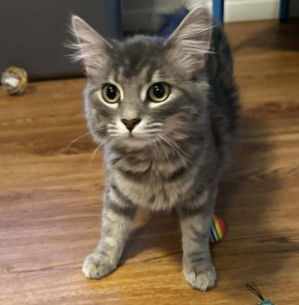 Enlarge Beans, an adopted mixed breed in Waxahachie, TX image 3/4