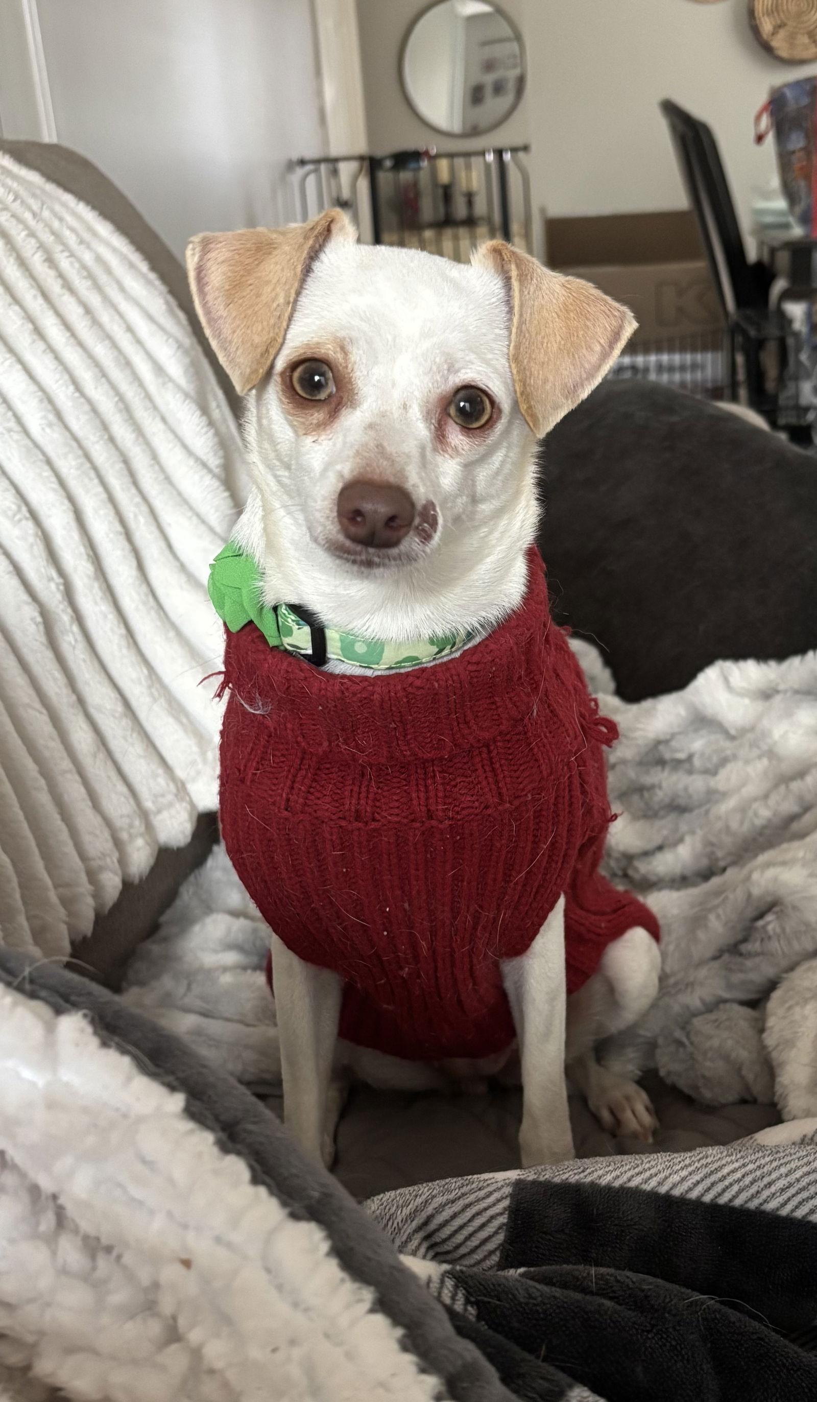 Enlarge Dawn, a Adoptable Chihuahua in Doylestown, PA image 1/3