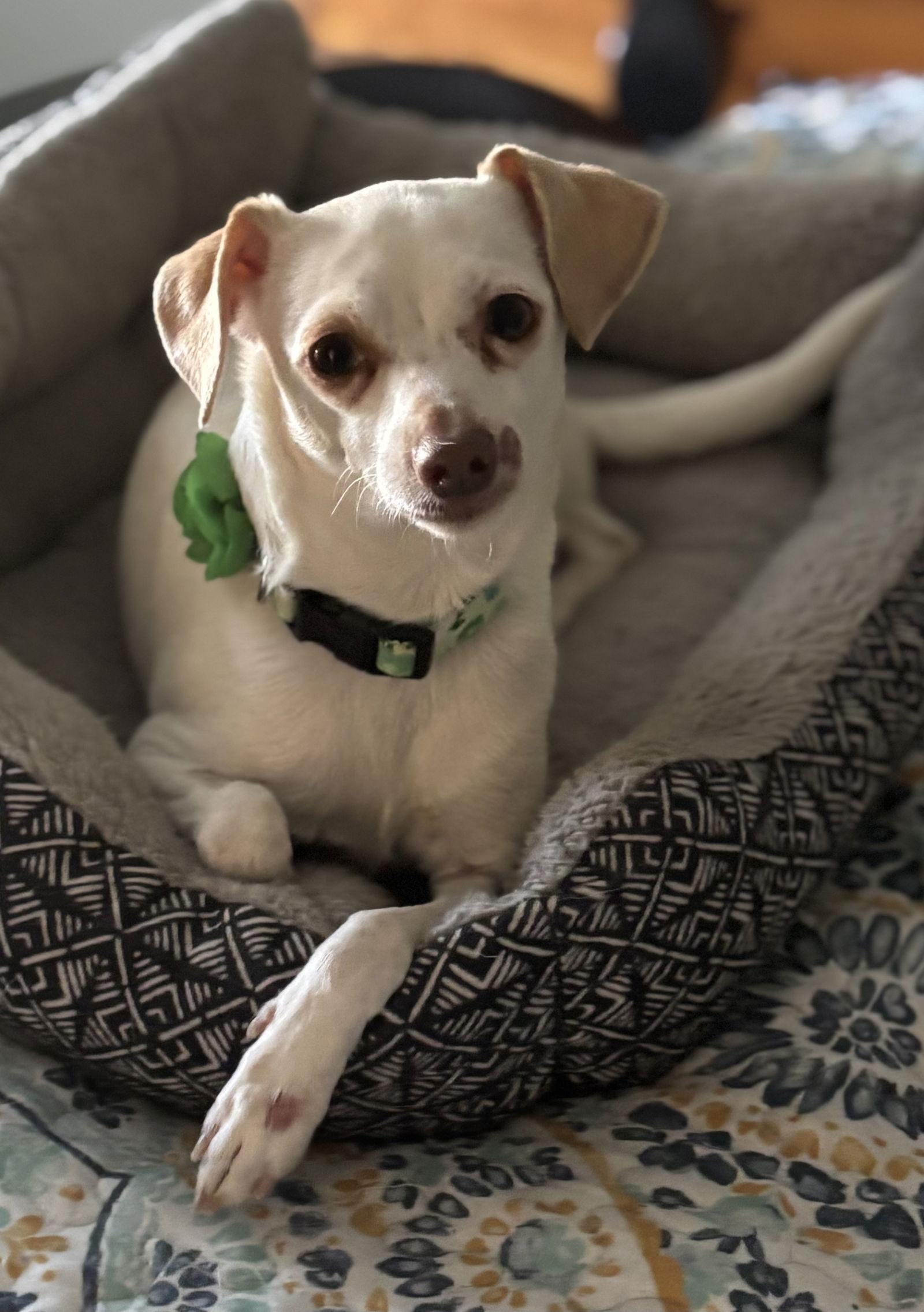 Enlarge Dawn, a Adoptable Chihuahua in Doylestown, PA image 2/3