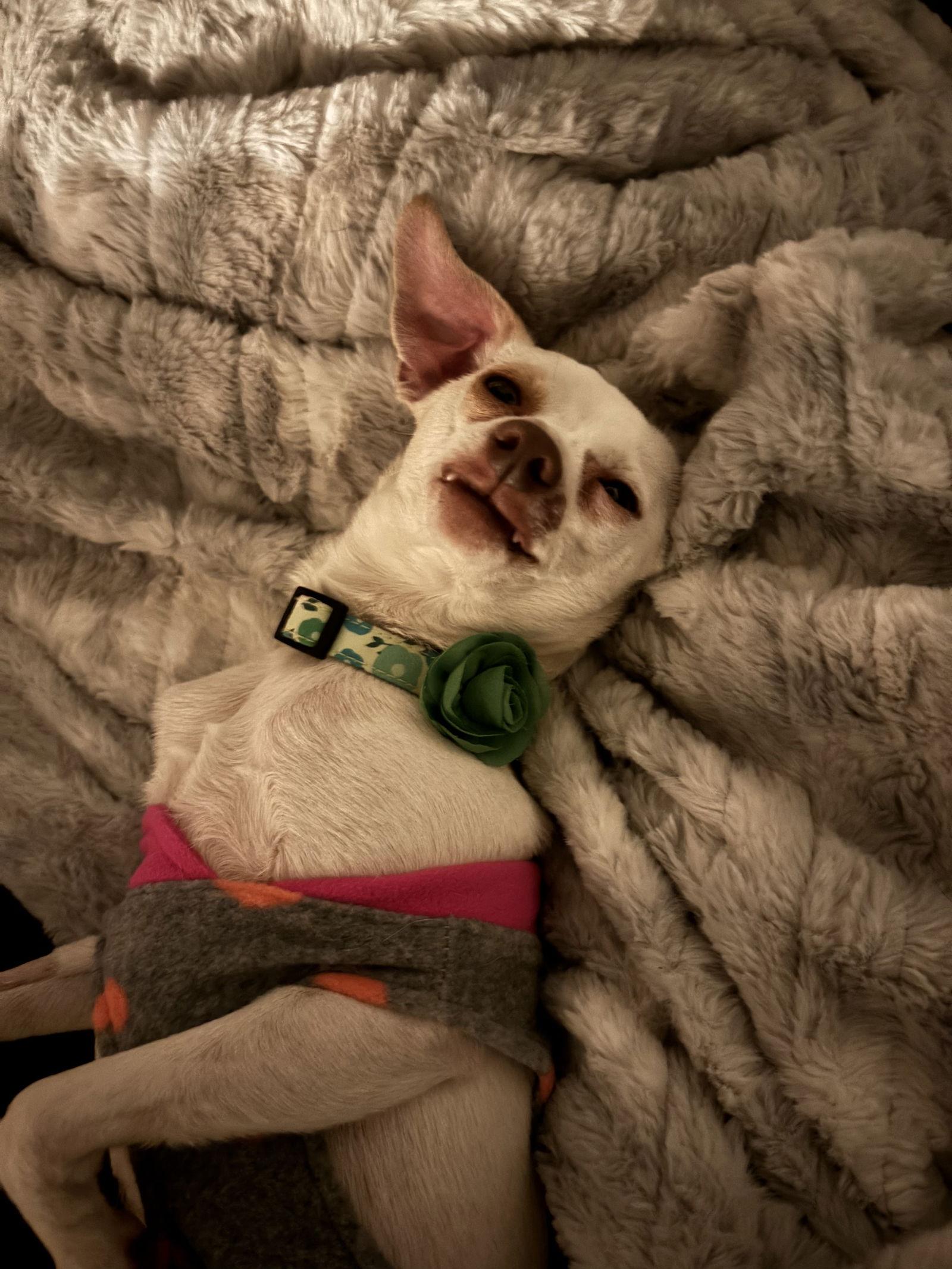 Enlarge Dawn, a Adoptable Chihuahua in Doylestown, PA image 3/3