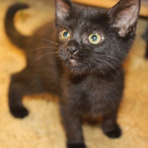 Annie, Adoptable, Kitten Female Domestic Short Hair.
