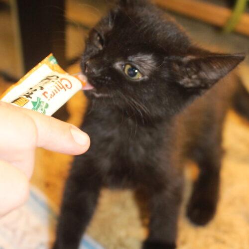 Enlarge Annie, a Adoptable Domestic Short Hair in Canal Winchester, OH image 2/5