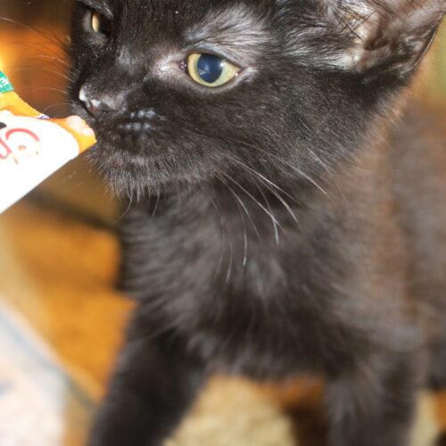 Enlarge Annie, a Adoptable Domestic Short Hair in Canal Winchester, OH image 3/5