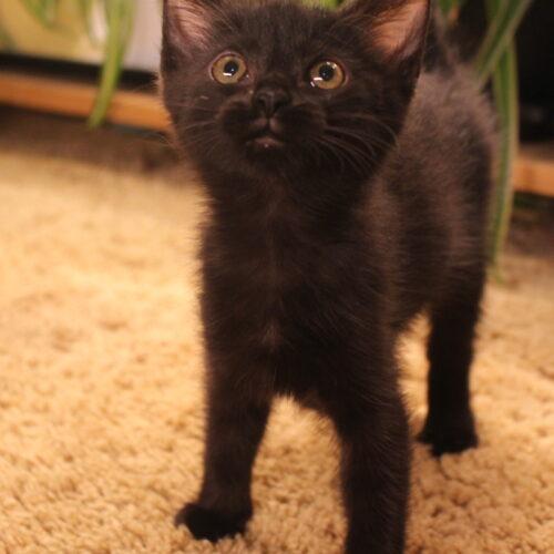 Enlarge Annie, a Adoptable Domestic Short Hair in Canal Winchester, OH image 4/5