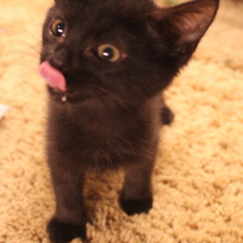 Enlarge Annie, a Adoptable Domestic Short Hair in Canal Winchester, OH image 5/5