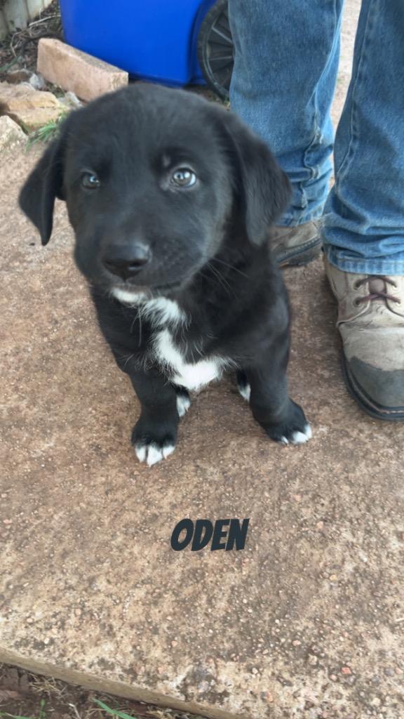 Oden, Adoptable, Puppy Male Shepherd.