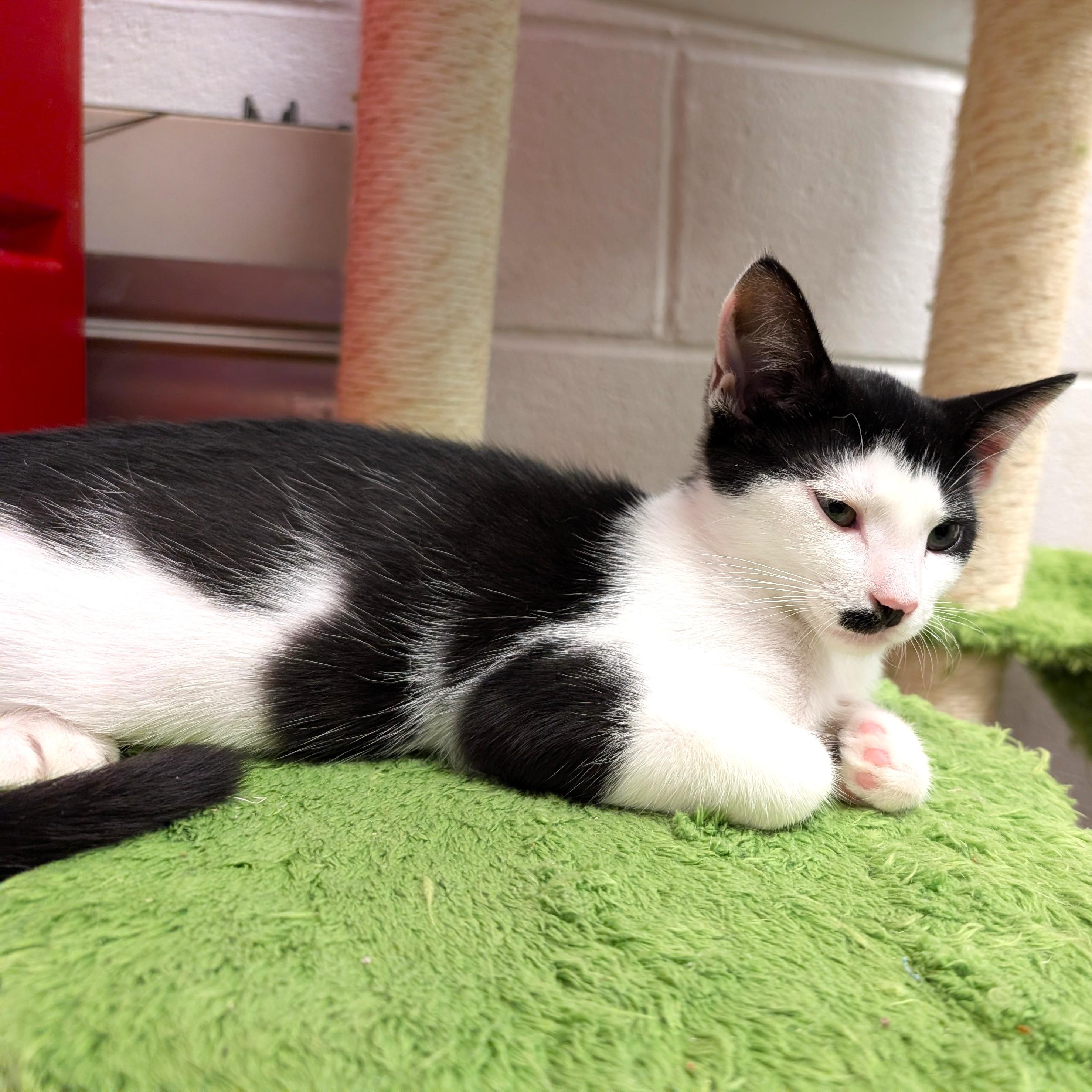 George, a ADOPTABLE Domestic Medium Hair in Smithfield, NC image 6/6