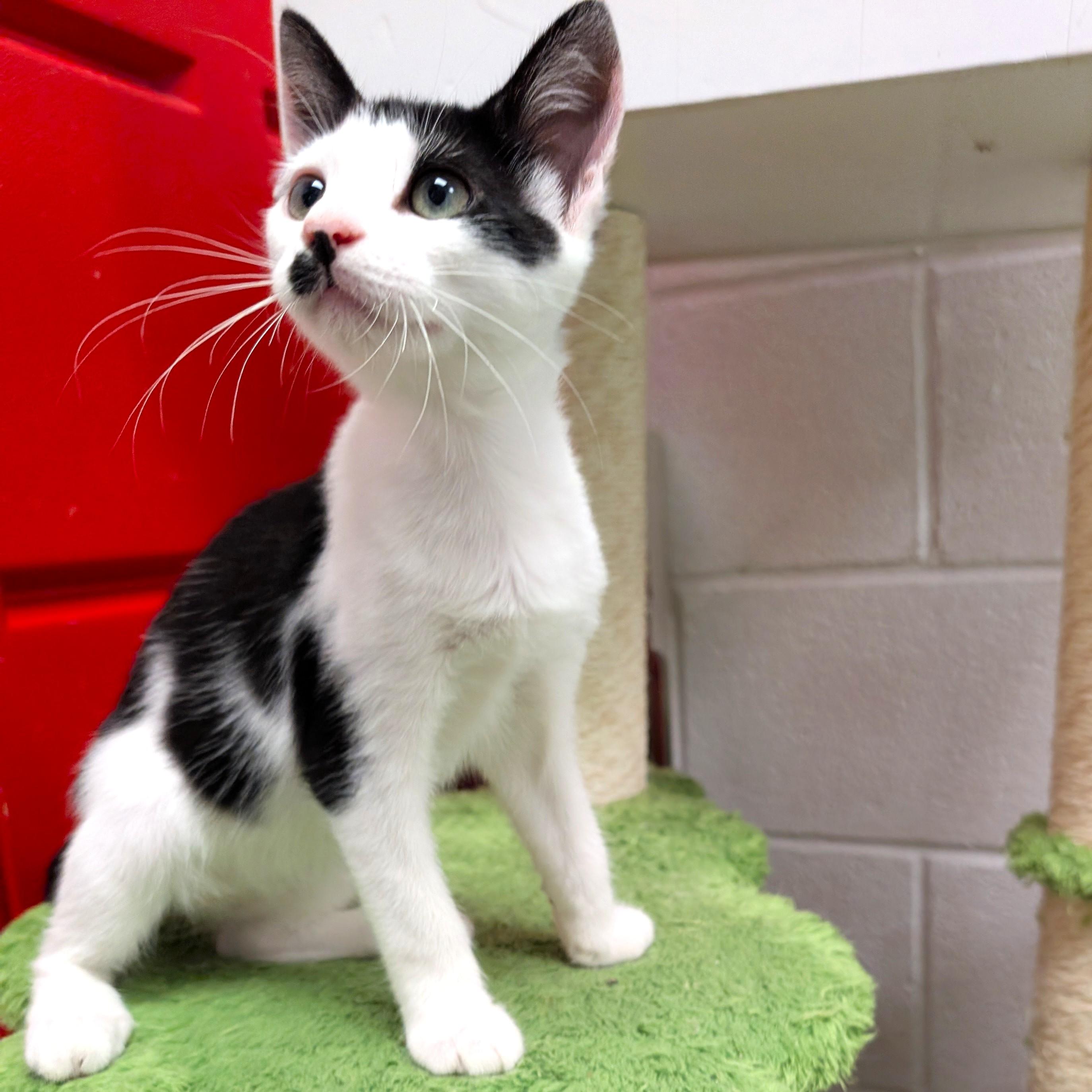 George, a ADOPTABLE Domestic Medium Hair in Smithfield, NC image 2/6