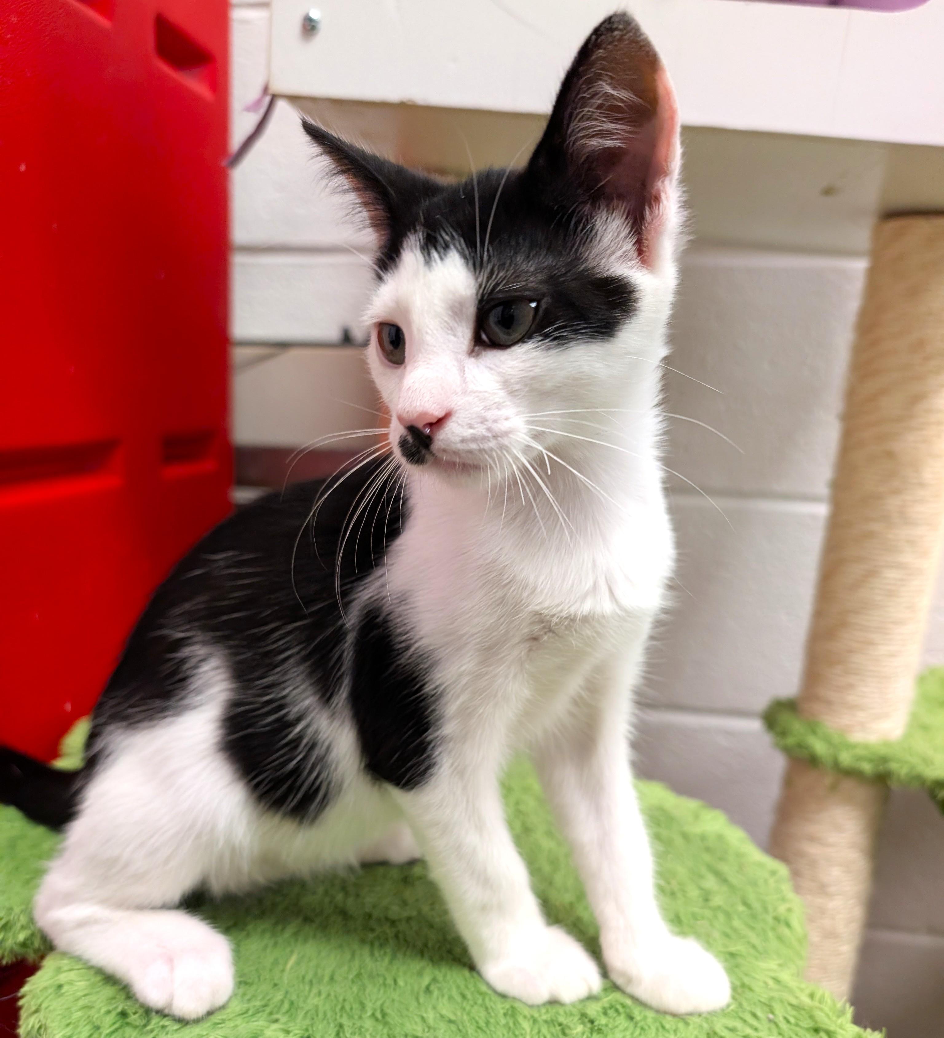 George, a ADOPTABLE Domestic Medium Hair in Smithfield, NC image 5/6