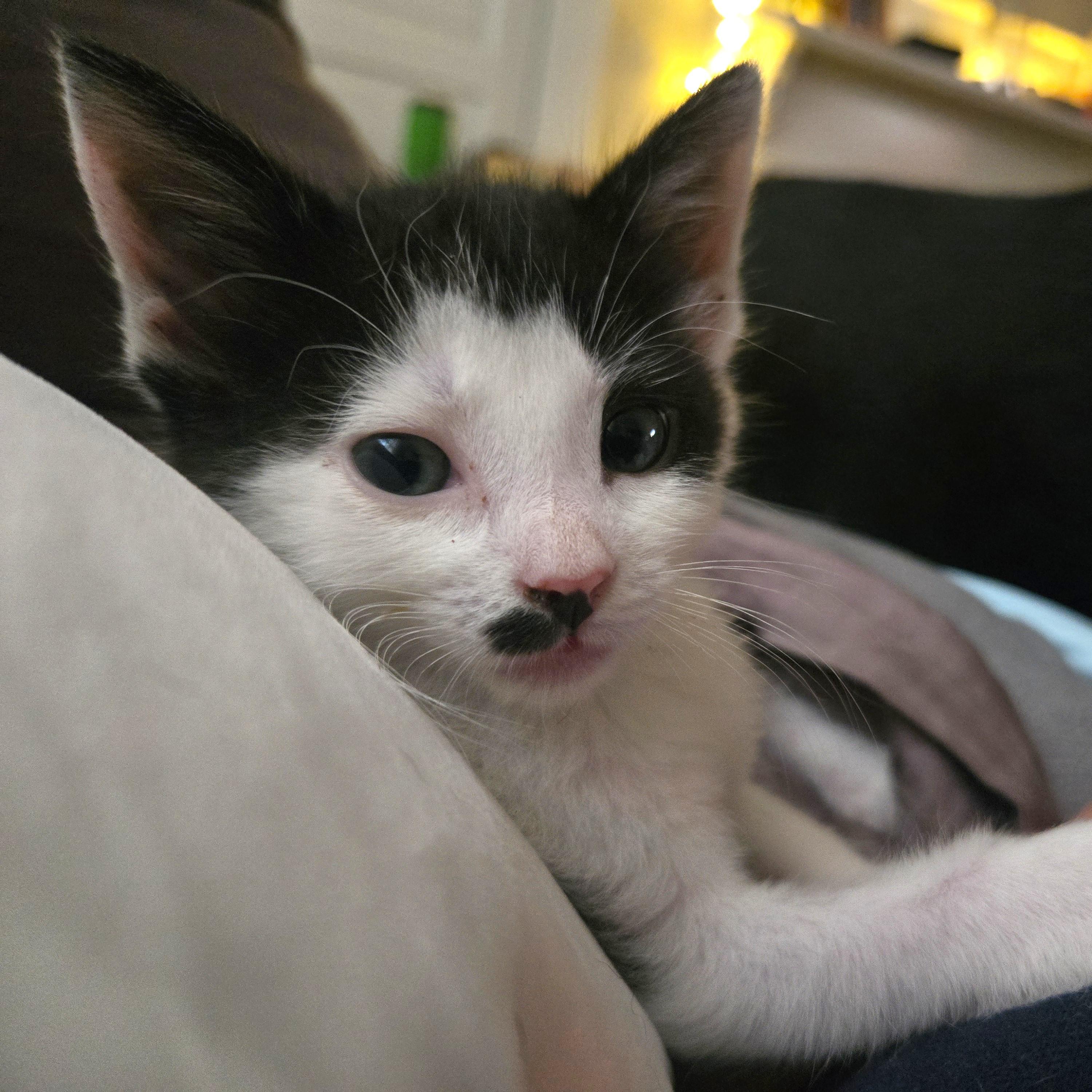 George, a ADOPTABLE Domestic Medium Hair in Smithfield, NC image 3/6