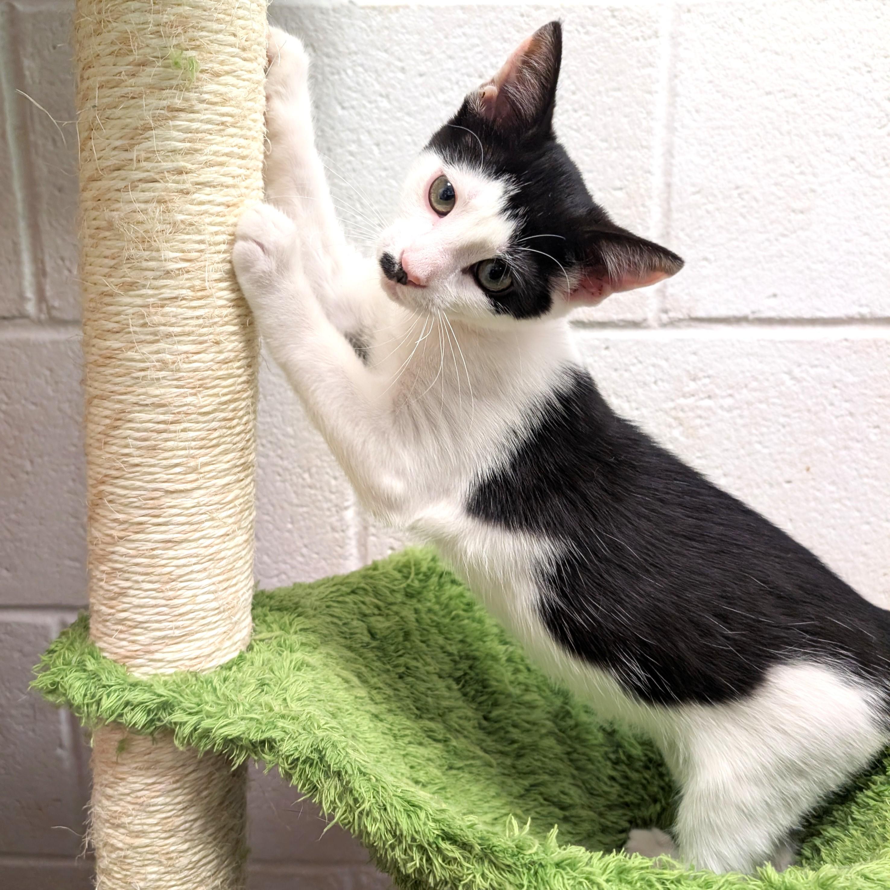 George, ADOPTABLE, Kitten Male Domestic Medium Hair.