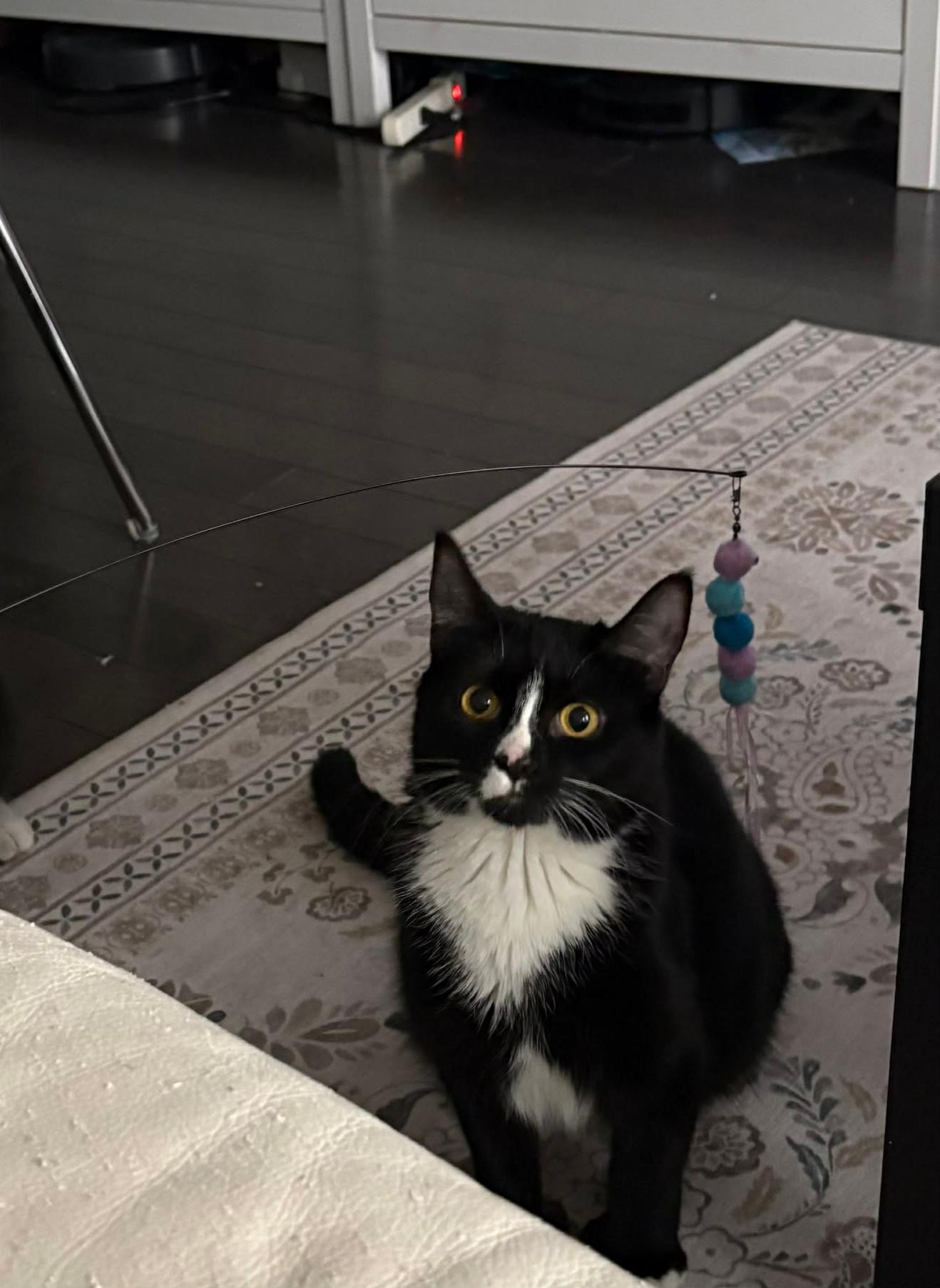 Fiori, ADOPTABLE, Young Female Tuxedo.
