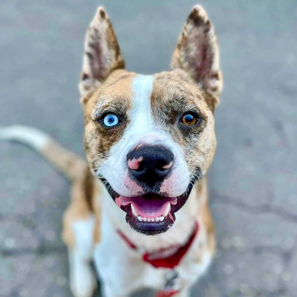 Barry, Adoptable, Adult Male Catahoula Leopard Dog & Terrier.