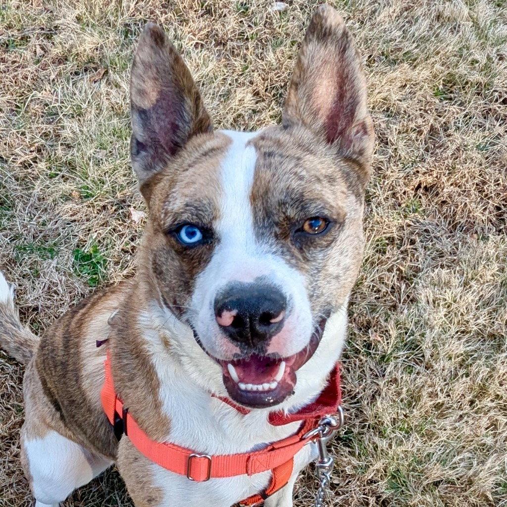 Enlarge Barry, a Adoptable mixed breed in Bloomfield, CT image 1/3
