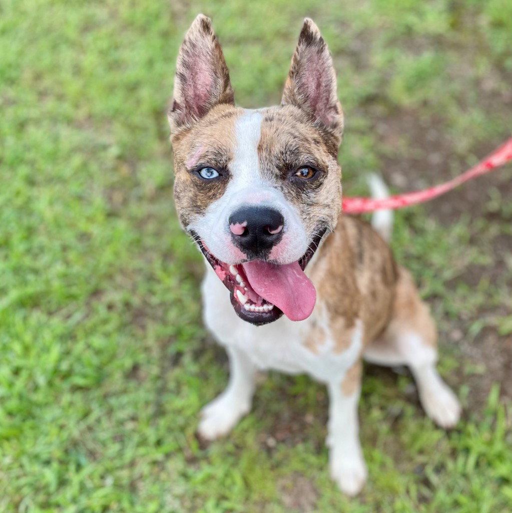 Enlarge Barry, a Adoptable mixed breed in Bloomfield, CT image 2/3
