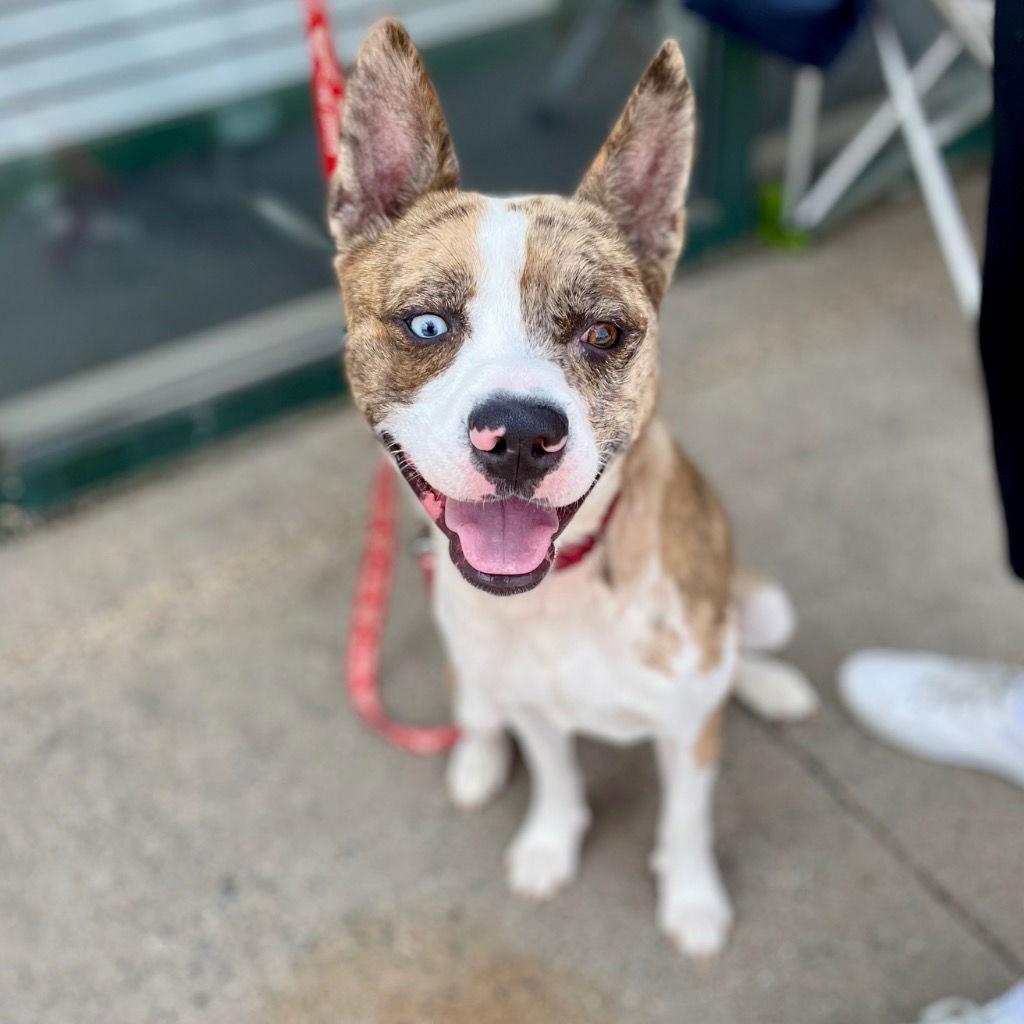 Barry, Adoptable, Adult Male Catahoula Leopard Dog & Terrier.