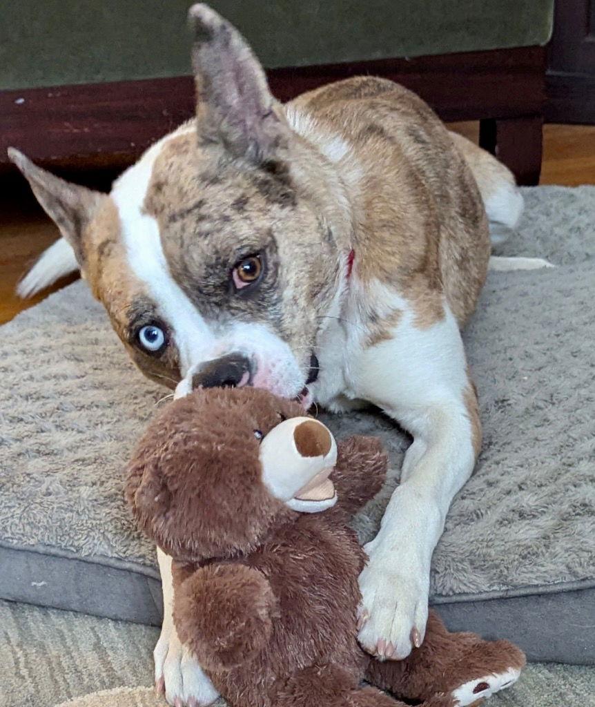 Barry, Adoptable, Adult Male Catahoula Leopard Dog & Terrier.