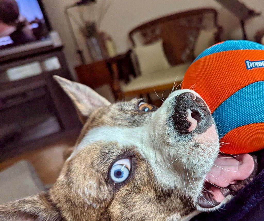 Enlarge Barry, a Adoptable mixed breed in Bloomfield, CT image 1/3