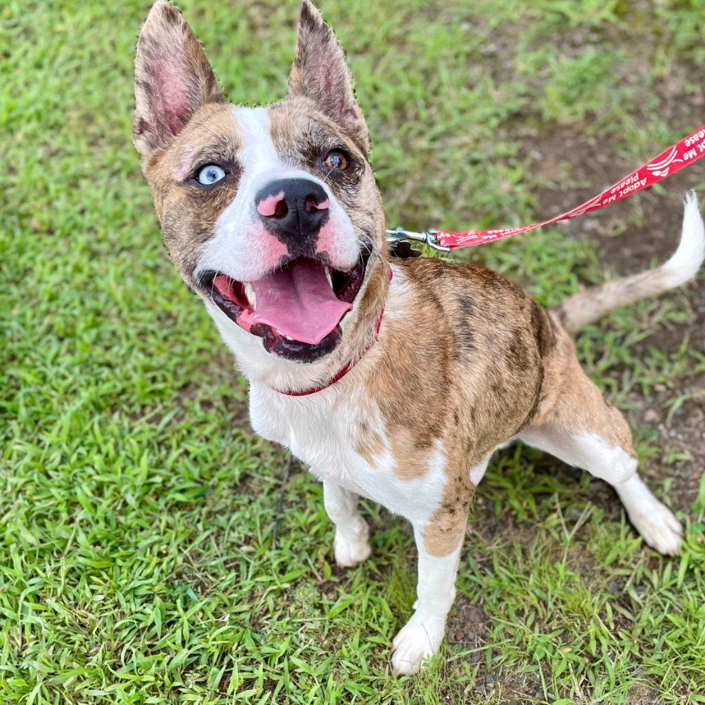 Enlarge Barry, a Adoptable mixed breed in Bloomfield, CT image 2/3