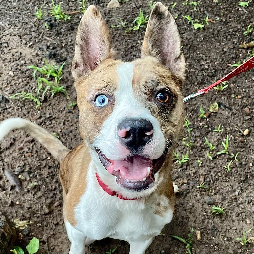 Enlarge Barry, a Adoptable mixed breed in Bloomfield, CT image 1/3