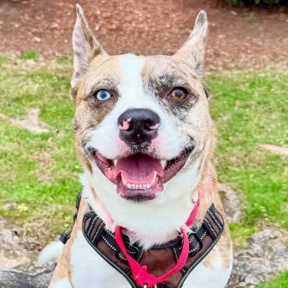 Enlarge Barry, a Adoptable mixed breed in Bloomfield, CT image 2/3