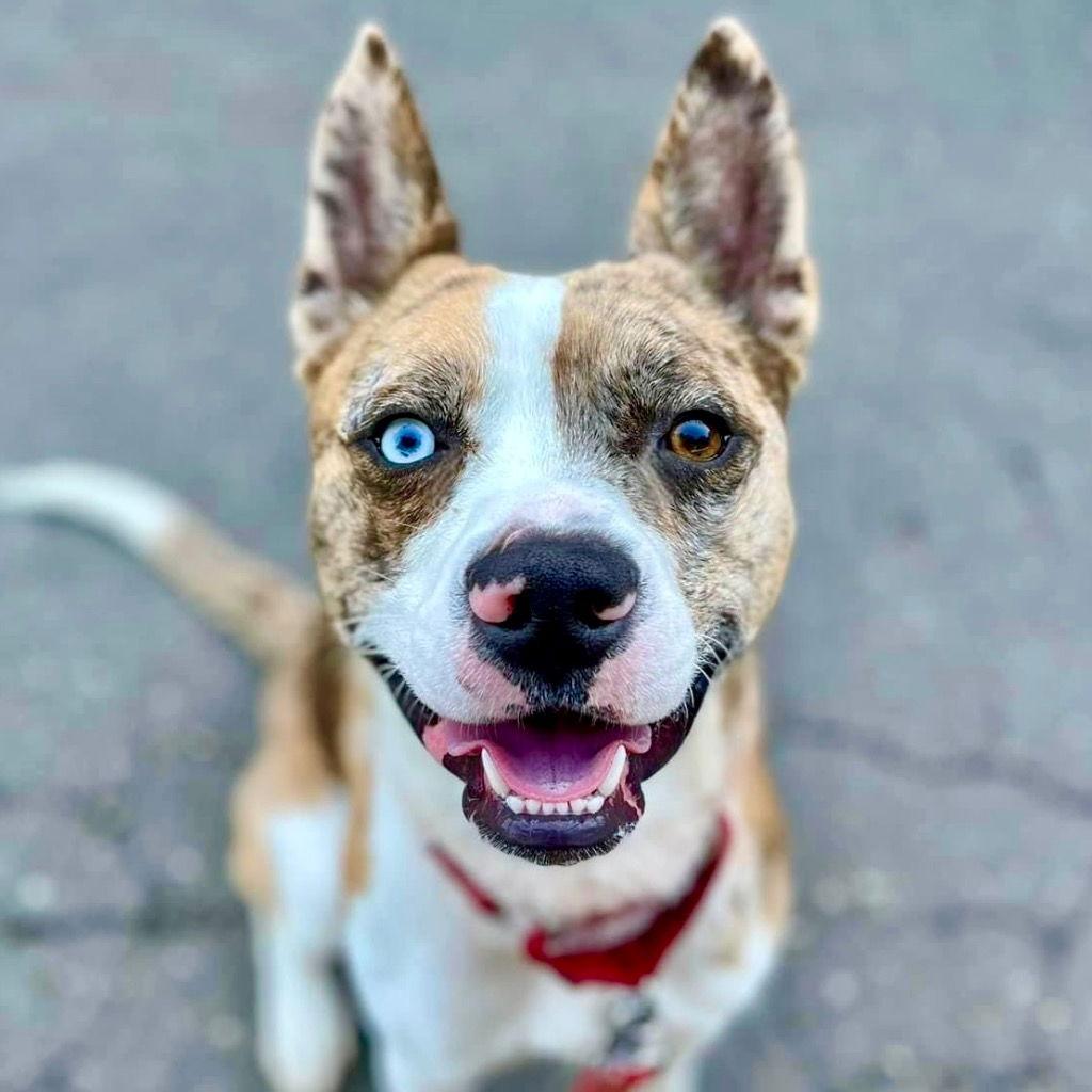 Enlarge Barry, a Adoptable mixed breed in Bloomfield, CT image 3/3