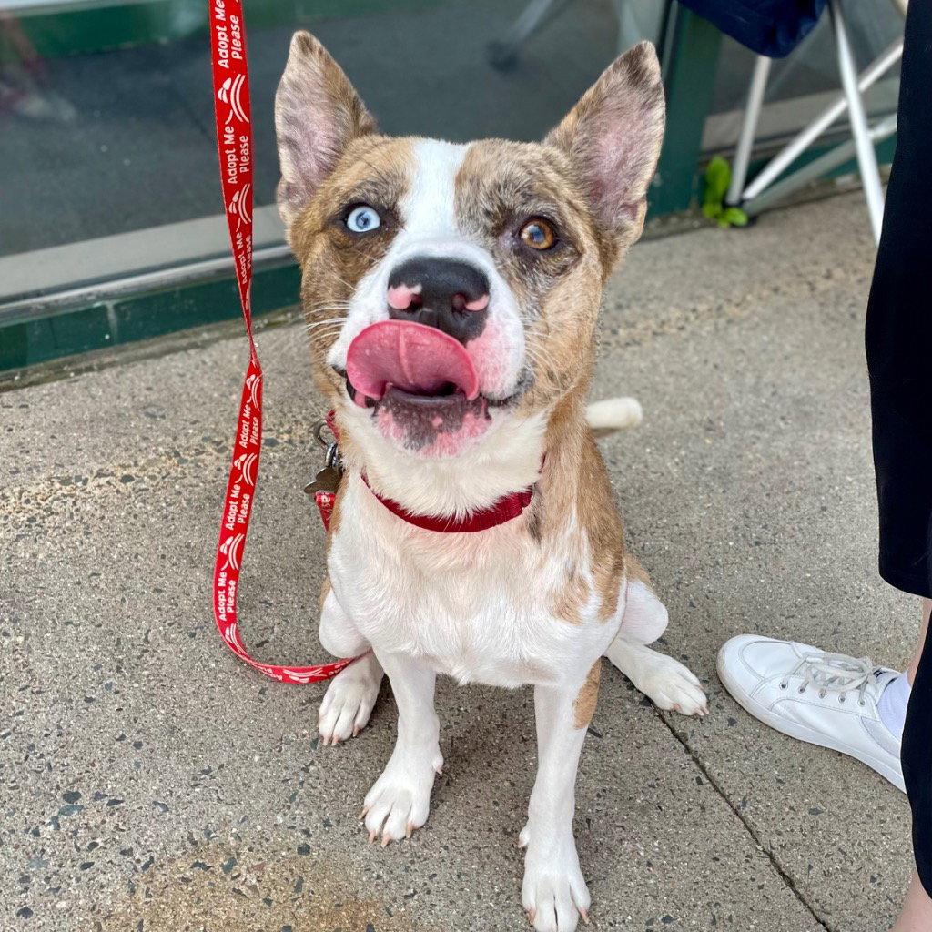 Barry, a Adoptable mixed breed in Bloomfield, CT image 3/3