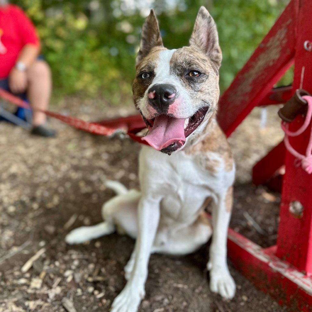 Enlarge Barry, a Adoptable mixed breed in Bloomfield, CT image 3/3