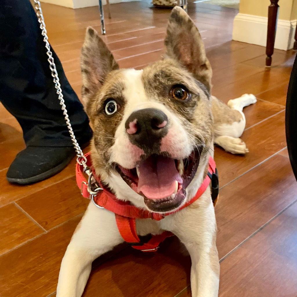 Enlarge Barry, a Adoptable mixed breed in Bloomfield, CT image 2/3