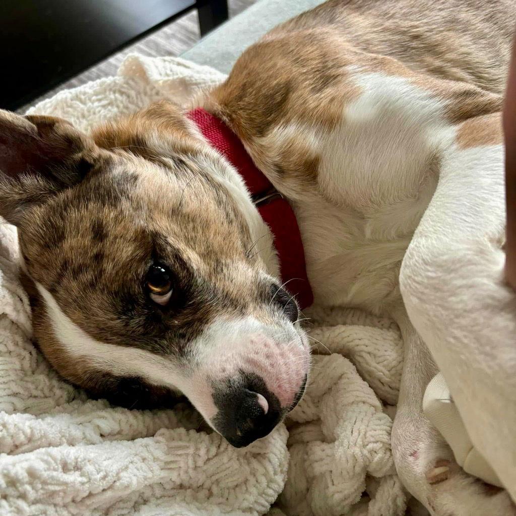 Barry, Adoptable, Adult Male Catahoula Leopard Dog & Terrier.