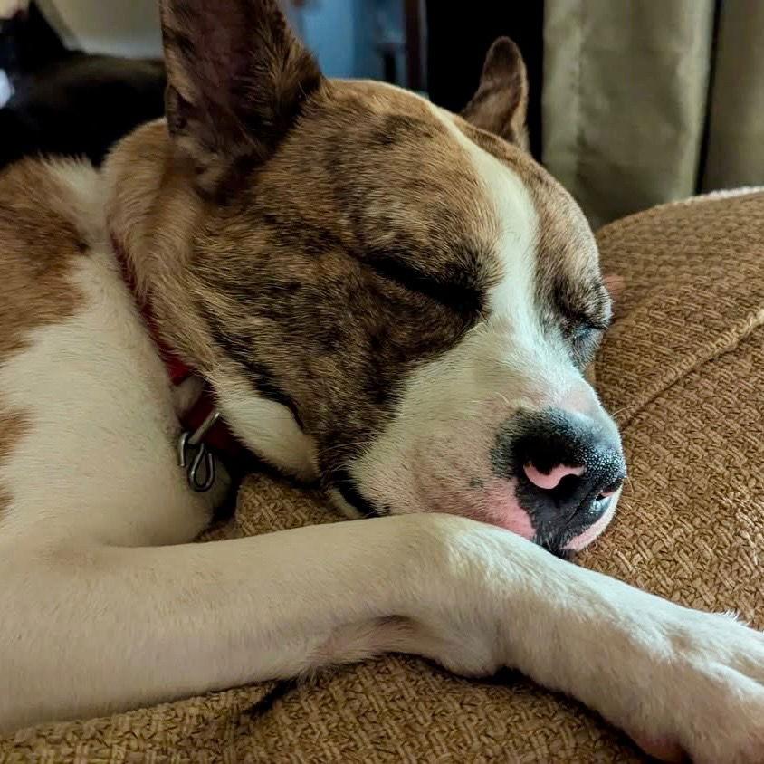 Enlarge Barry, a Adoptable mixed breed in Bloomfield, CT image 3/3