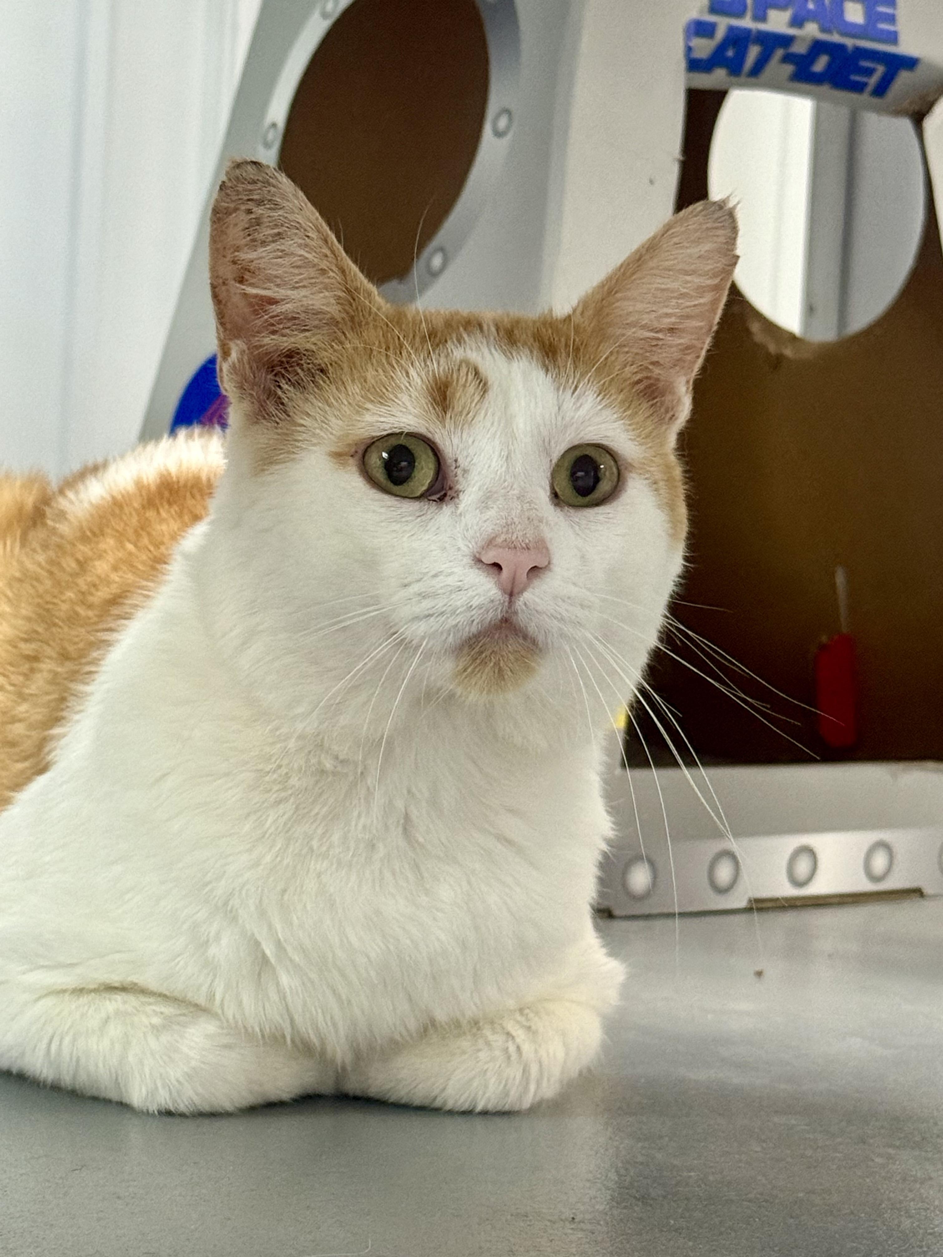Calypso, Adult Male unknown