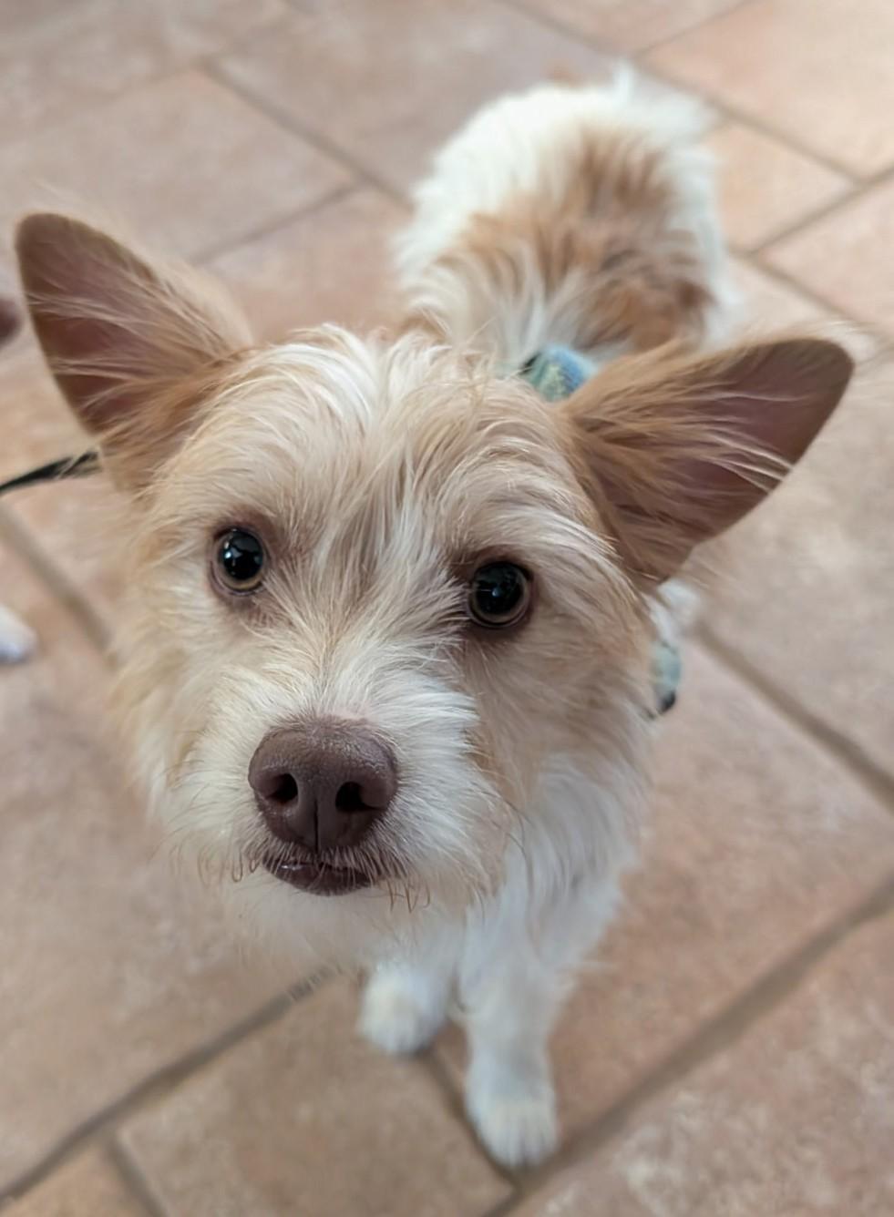 Luis, ADOPTABLE, Young Male Terrier.