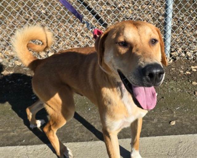Enlarge RED, a Adoptable mixed breed in Martinez, CA image 1/1