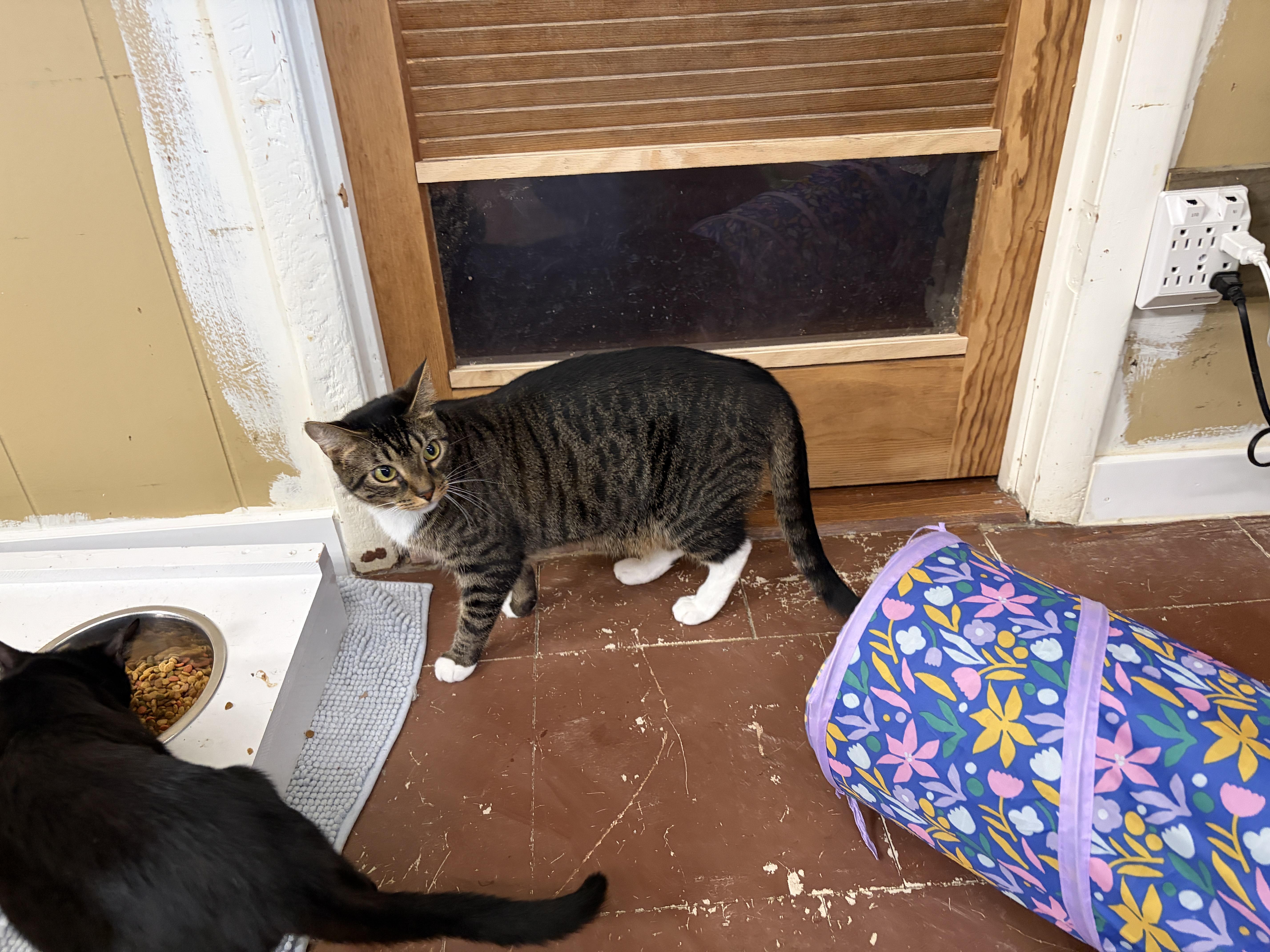 Enlarge Mabel, a Adoptable Tabby in Perry, GA image 2/5
