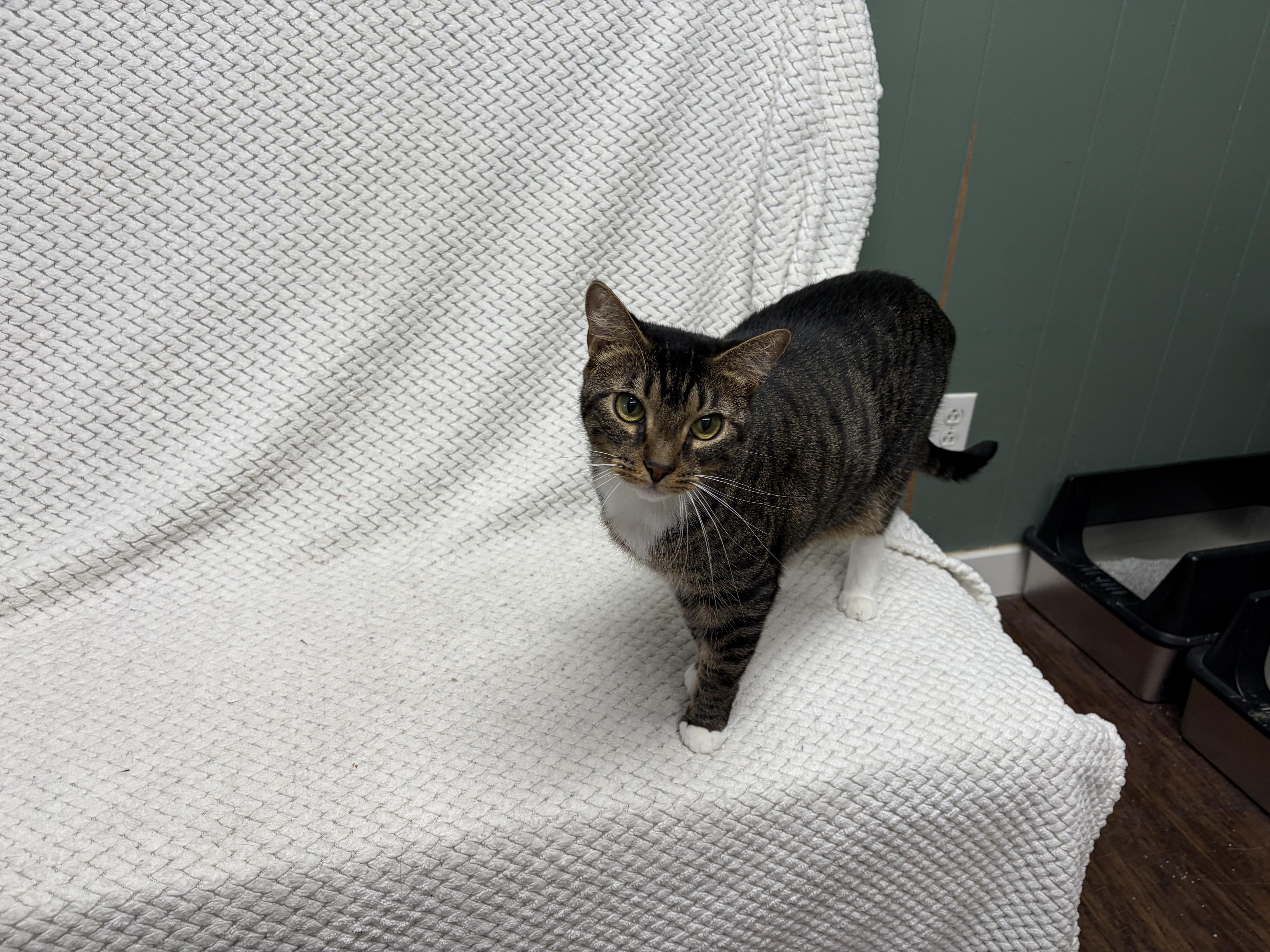 Mabel, Adoptable, Adult Female Tabby.