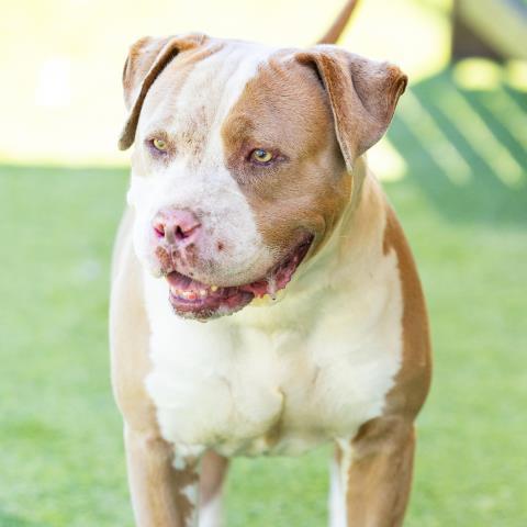 Enlarge ROCKO, a Adoptable Pit Bull Terrier in Camarillo, CA image 1/1