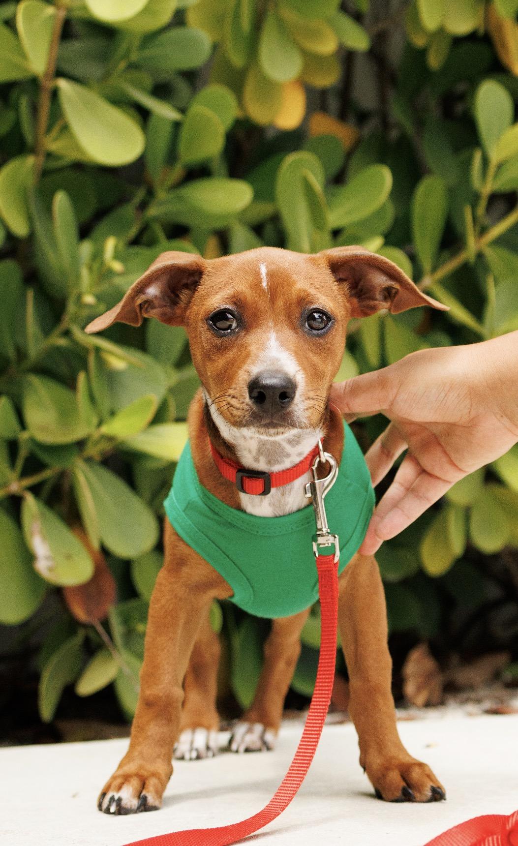 Knight, an adoption pending mixed breed in stuart, FL image 1/2