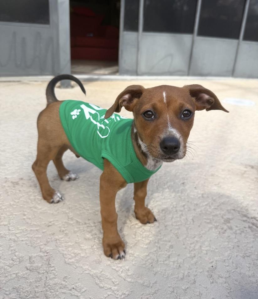 Knight, an adoption pending mixed breed in stuart, FL image 2/2