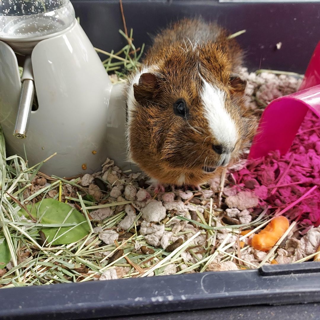 CoCo, an adopted Guinea Pig in Newburgh, NY_image-1