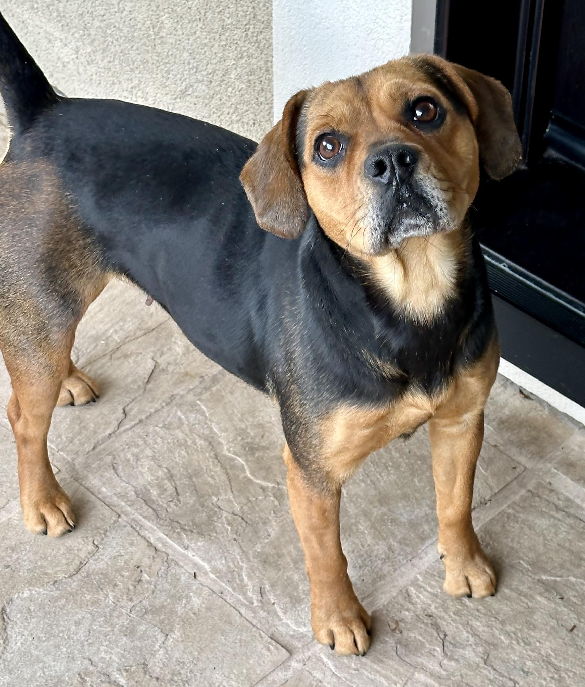 Nala, a ADOPTABLE Beagle in Fremont, CA image 4/4