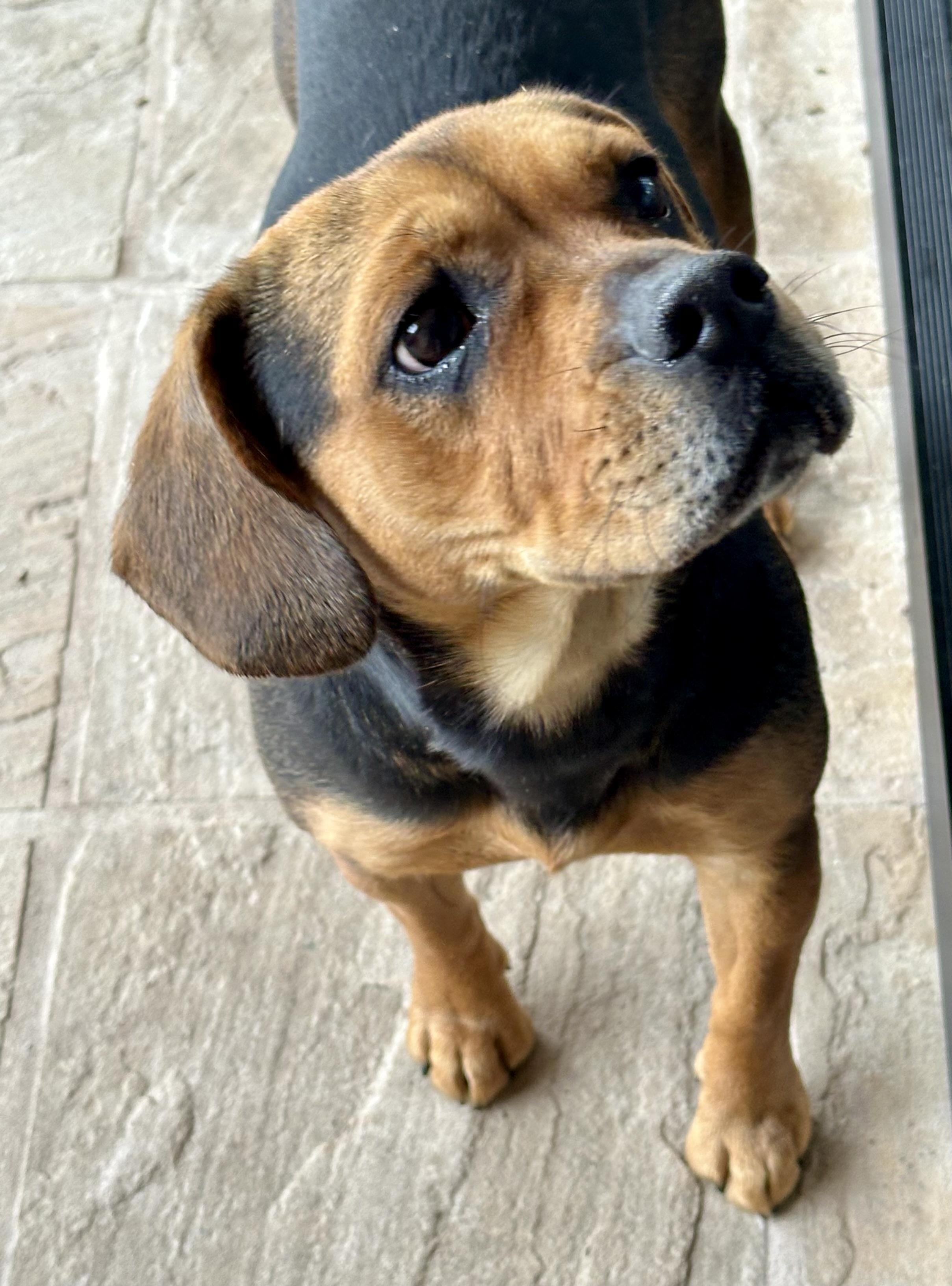 Nala, a ADOPTABLE Beagle in Fremont, CA image 2/4