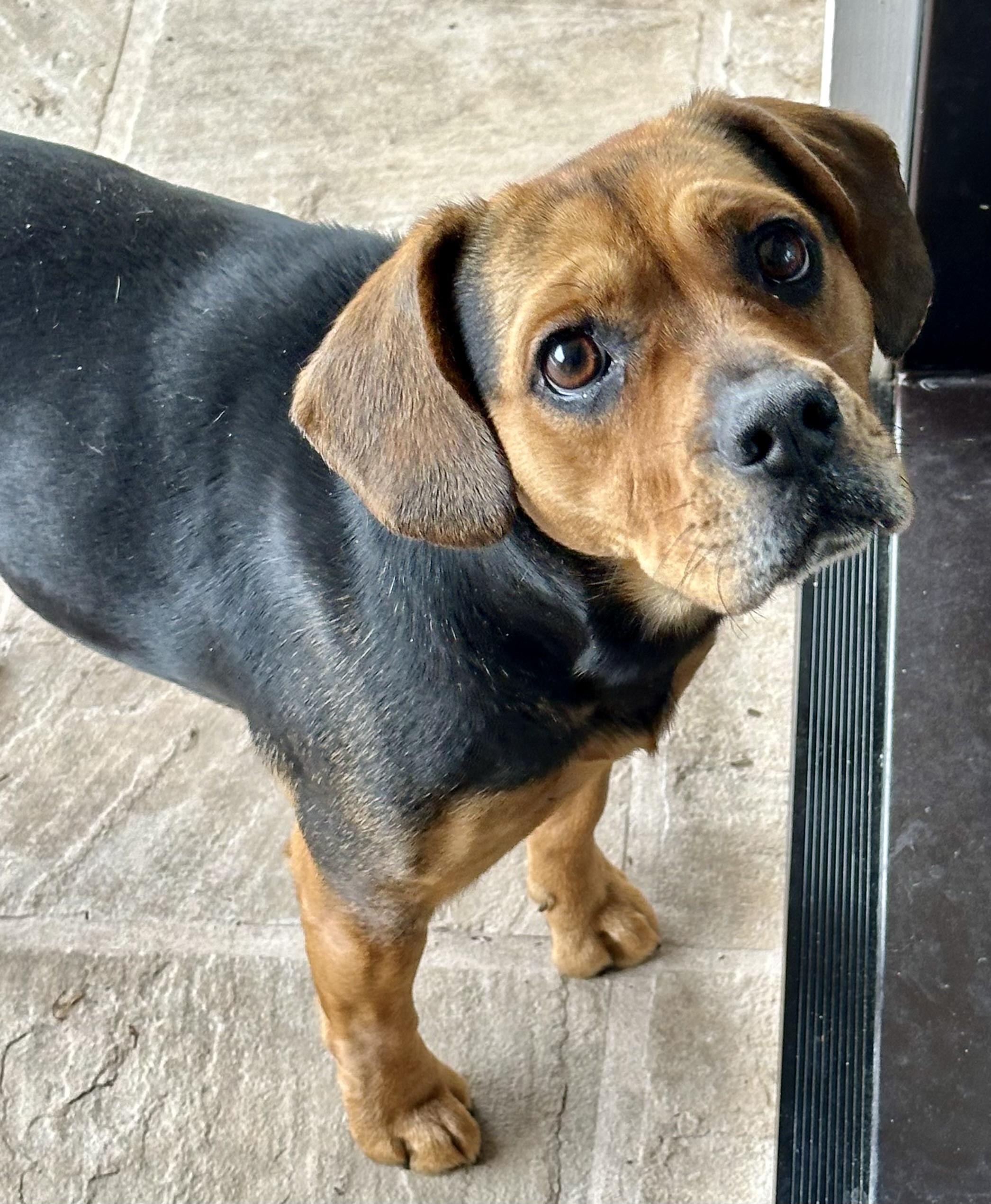Nala, ADOPTABLE, Adult Female Beagle.