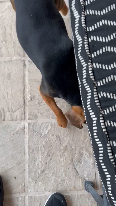 Enlarge Nala, a ADOPTABLE Beagle in Fremont, CA video 3/4