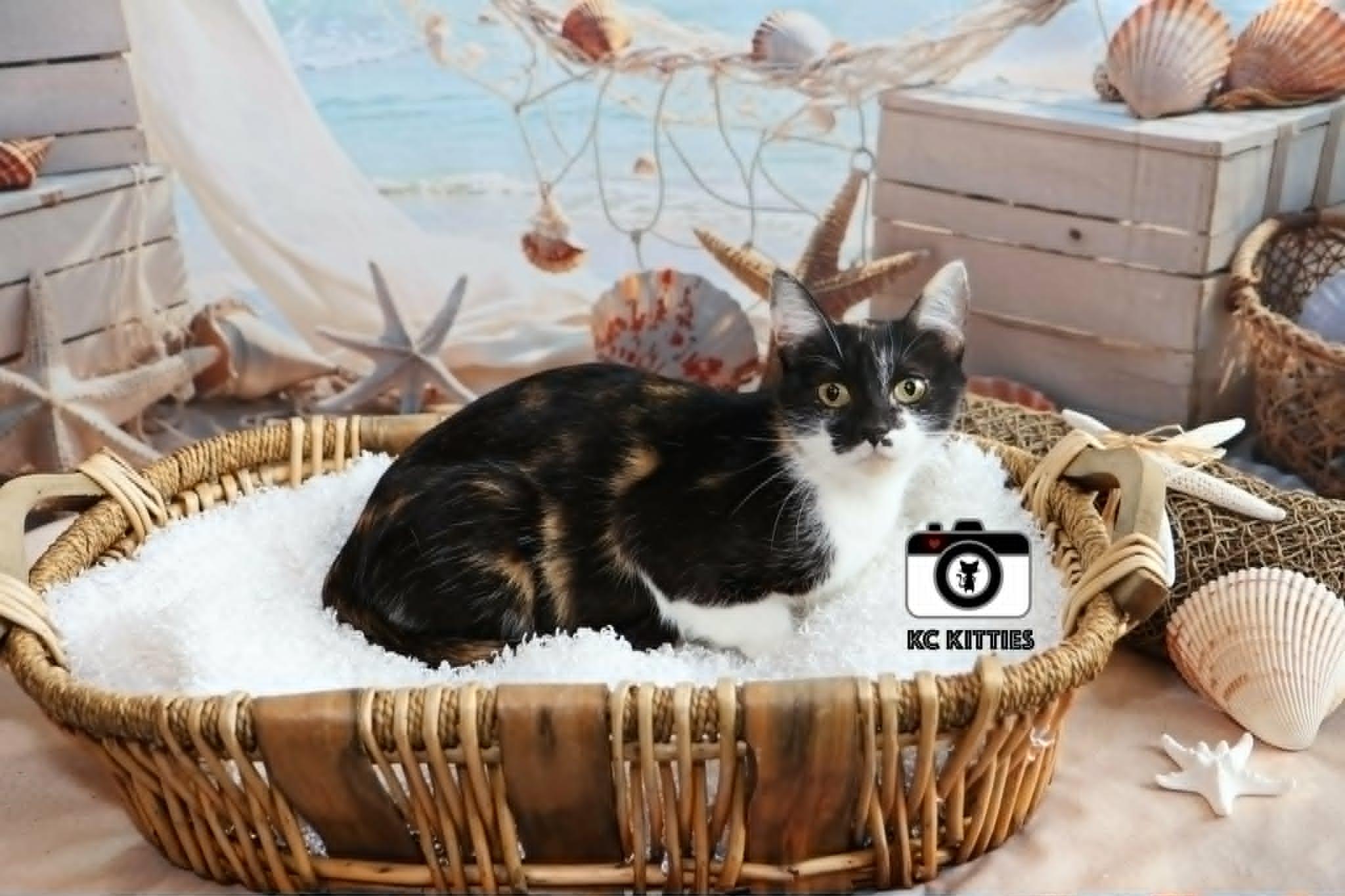 Enlarge Windmill, a ADOPTABLE Domestic Short Hair in Overland Park, KS image 1/3
