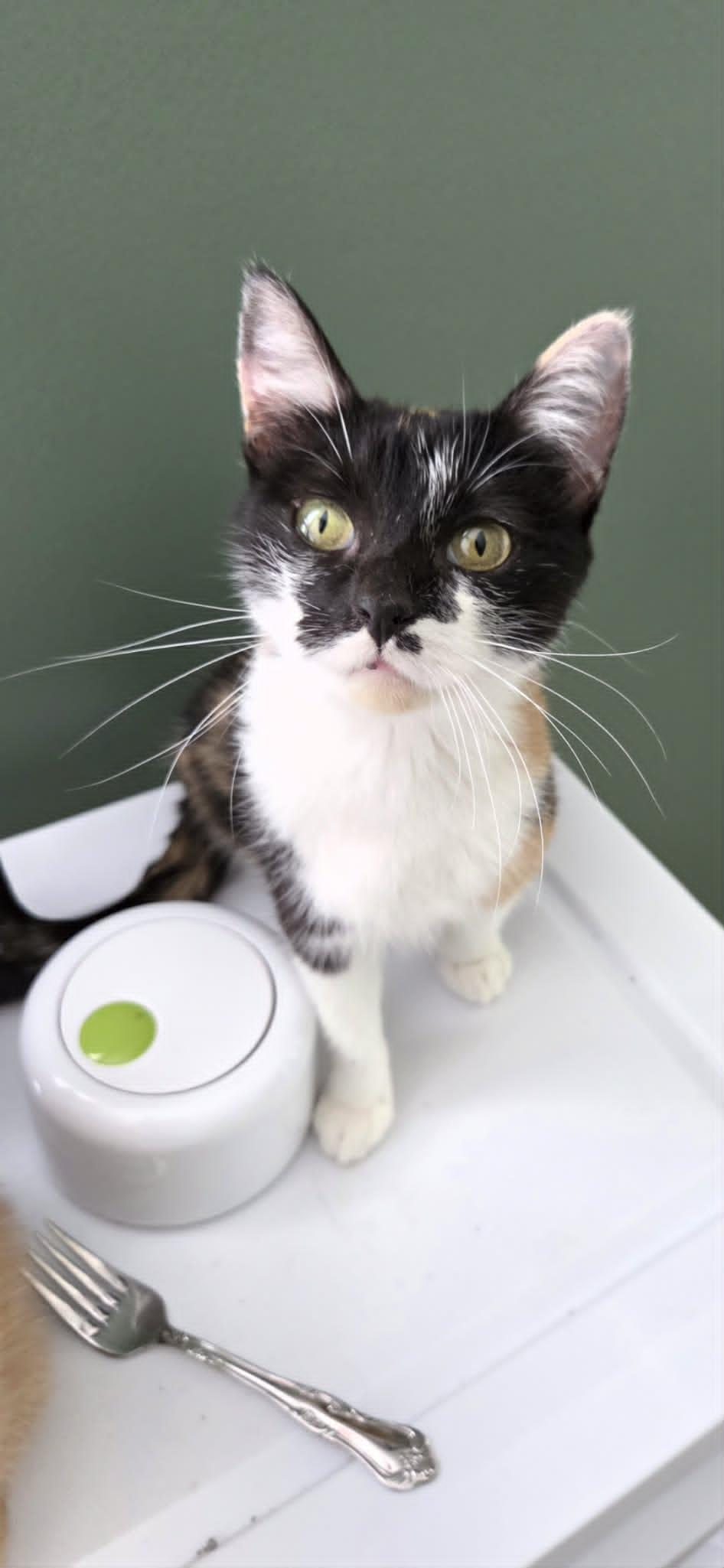 Enlarge Windmill, a ADOPTABLE Domestic Short Hair in Overland Park, KS image 2/3