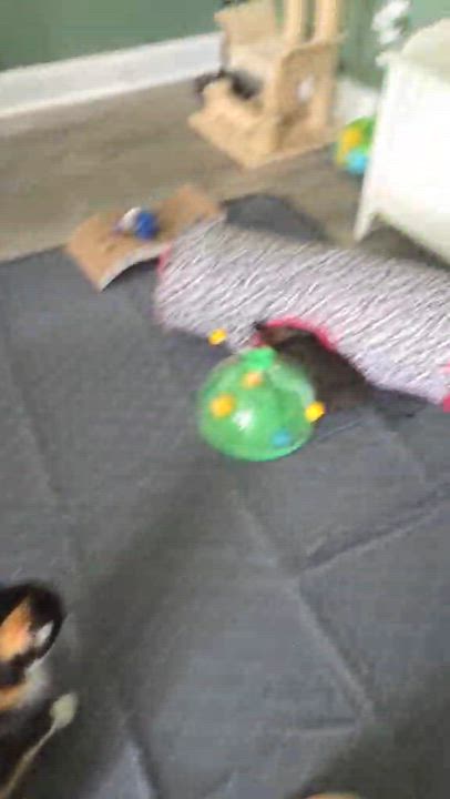 Enlarge Windmill, a ADOPTABLE Domestic Short Hair in Overland Park, KS video 3/3